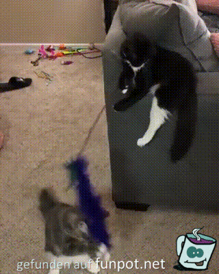 Katze spielt mit Katze