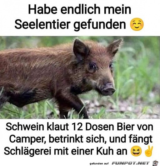 Freches Schwein