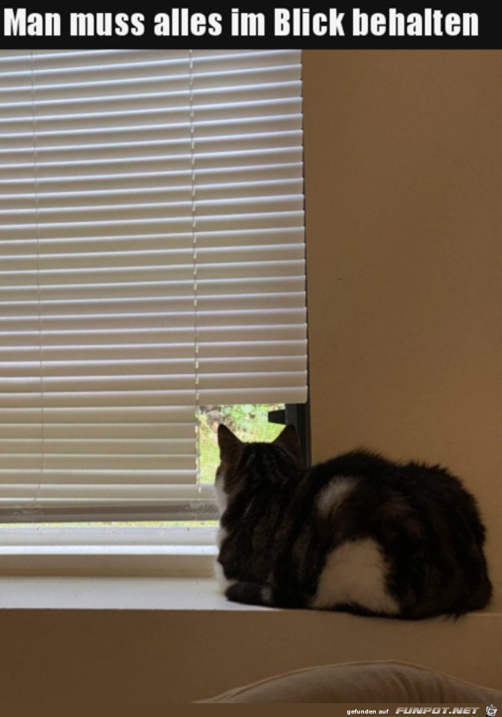 Fenster mit Ausblick fr die Katze