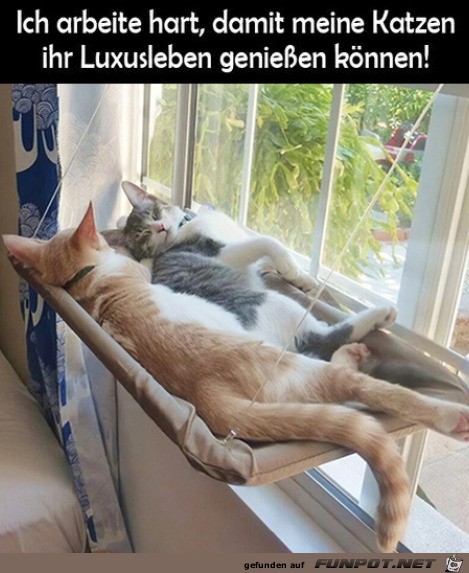 Luxusleben der Katzen