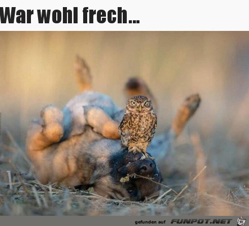 Der war frech