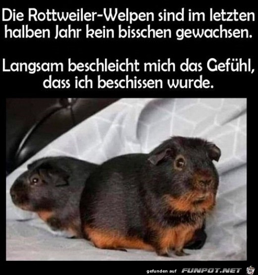 Komische Rottweiler-Welpen