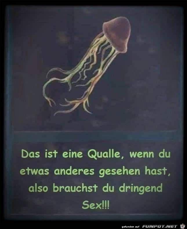 Das ist eine Qualle