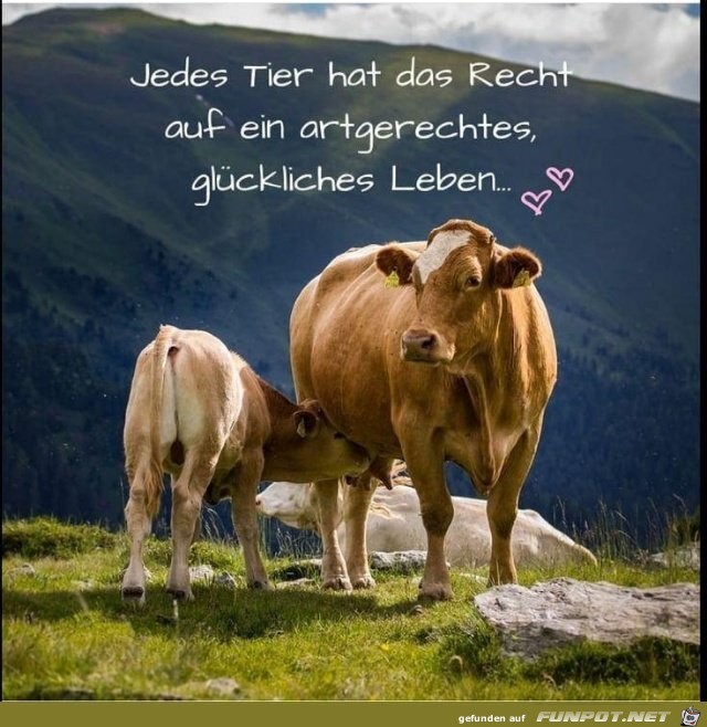 herzige Tierbilder