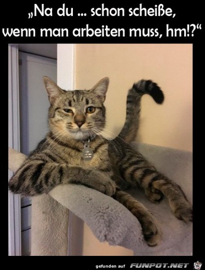 Katze hat frei