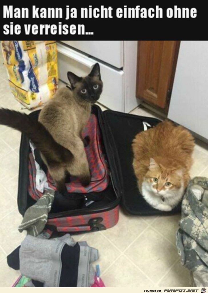 Katzen wollen auch verreisen