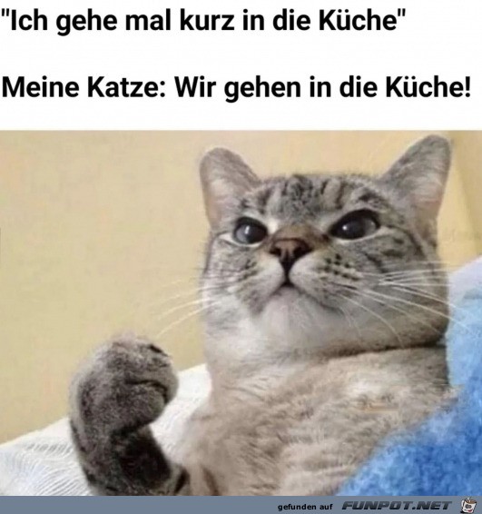 Katzen eben