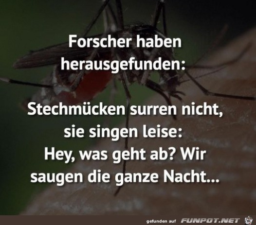 Stechmücken Stechmücken