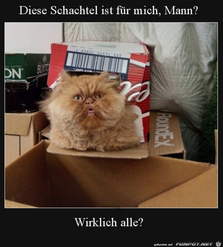 Katze und Schachtel