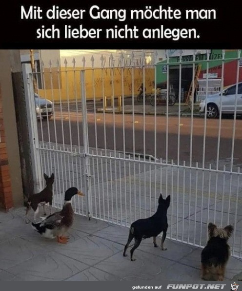 Tierische Gang