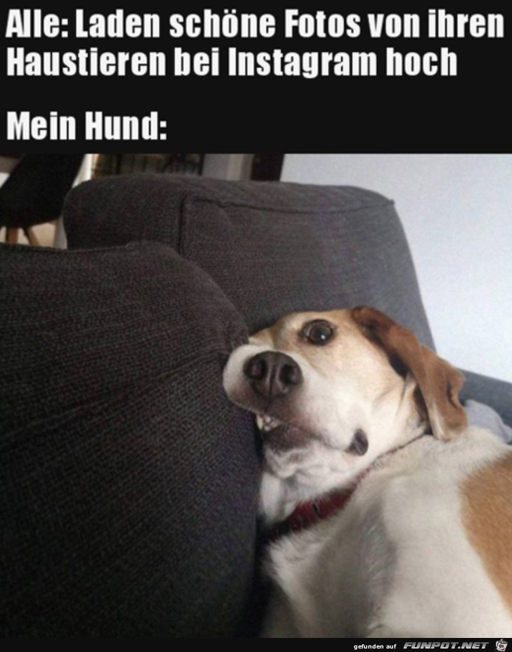 Mein Hund