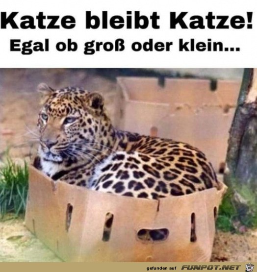 Typisch Katze