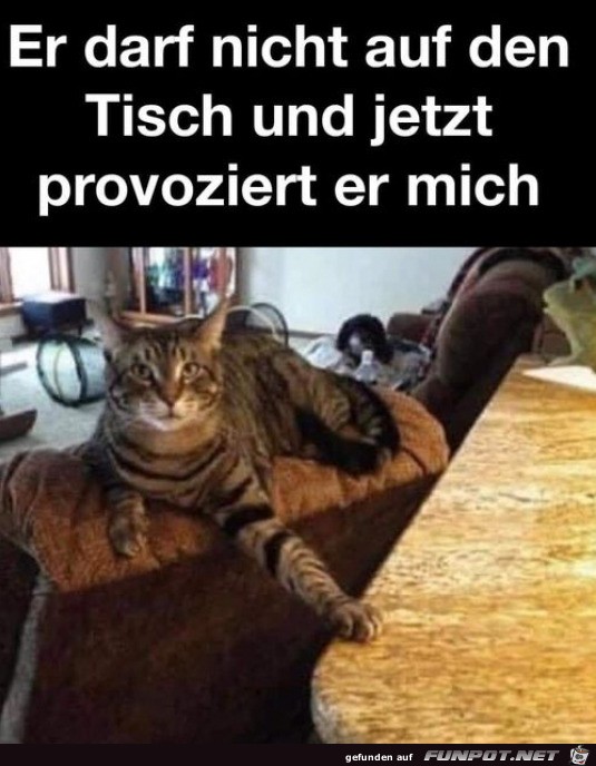 Kater provoziert