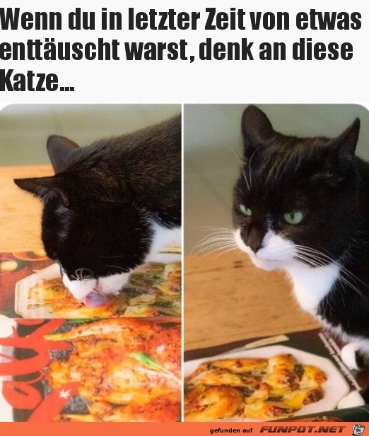 Katze ist enttuscht