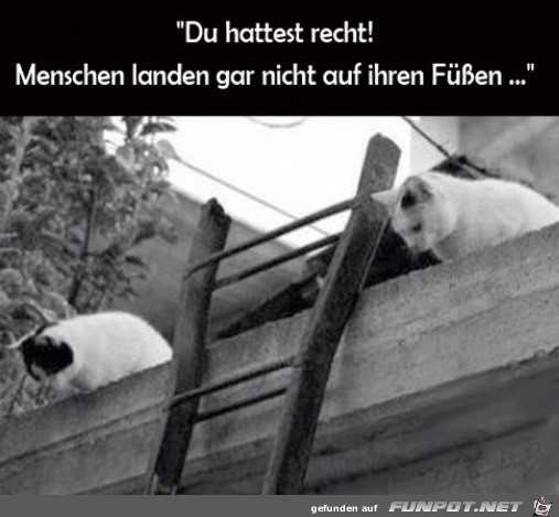 Katzen sind verblfft