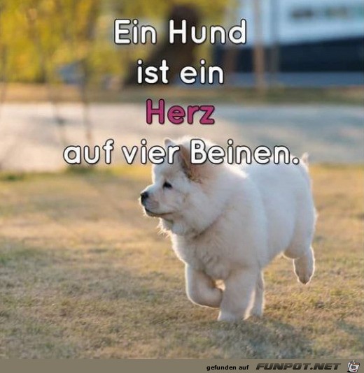 herzige Tierbilder