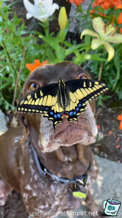 Schmetterling auf Schnauze