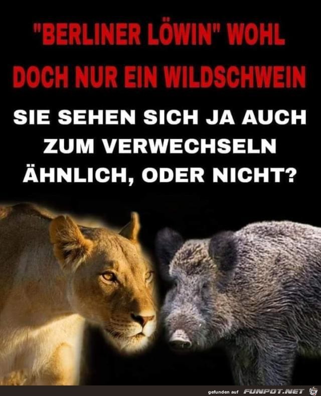 Ein Wildschwein