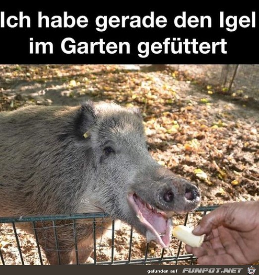 Den Igel gefttert