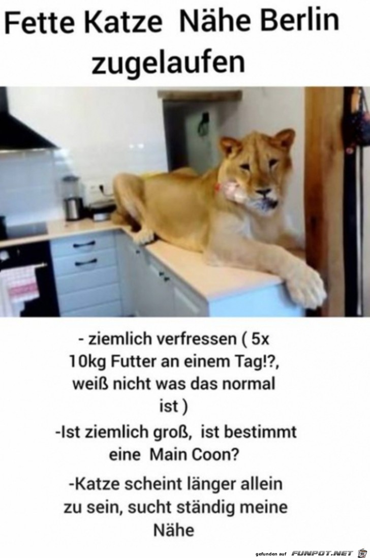 Fette Katze zugelaufen