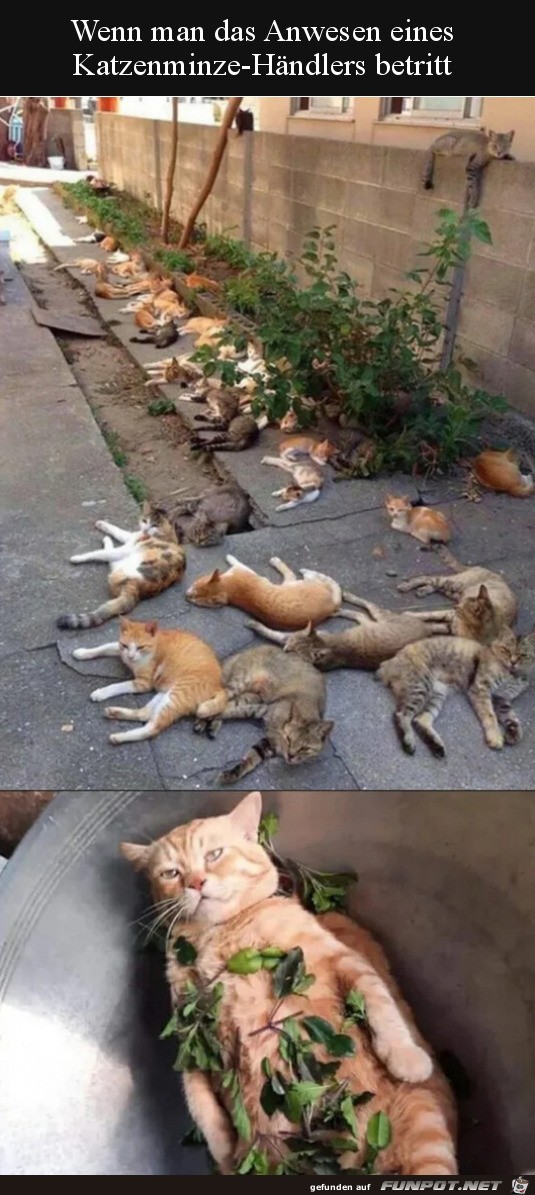 Viele Katzen