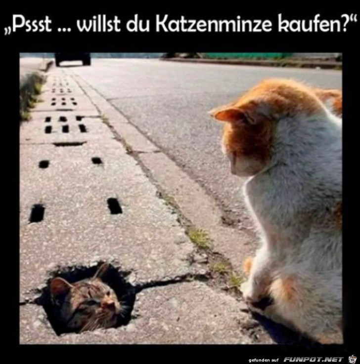 Willst du Katzenminze?