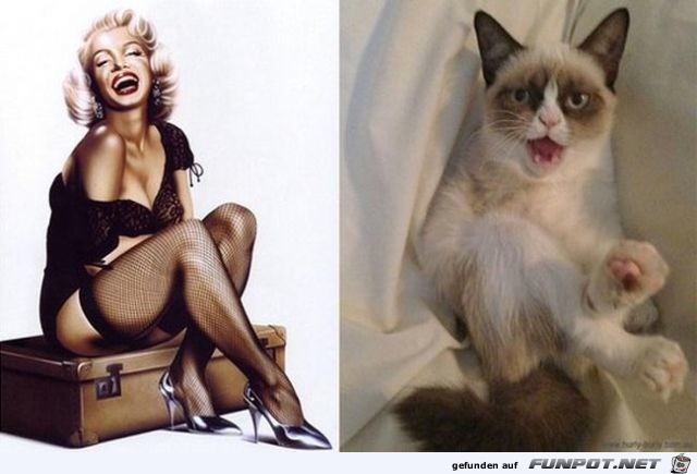 Katzen-Pinups