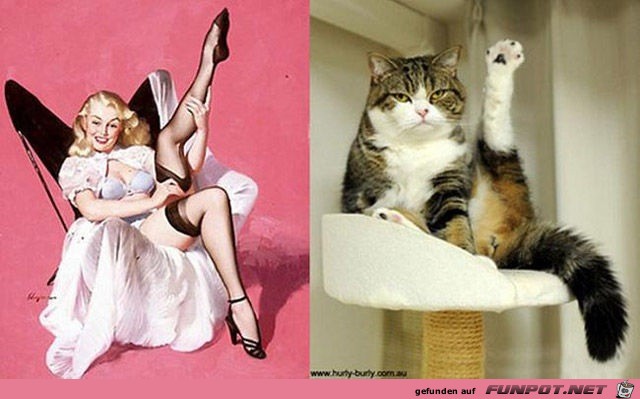 Katzen-Pinups