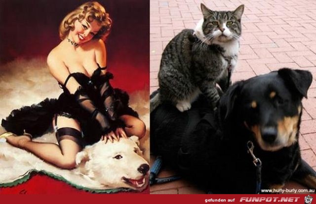 Katzen-Pinups