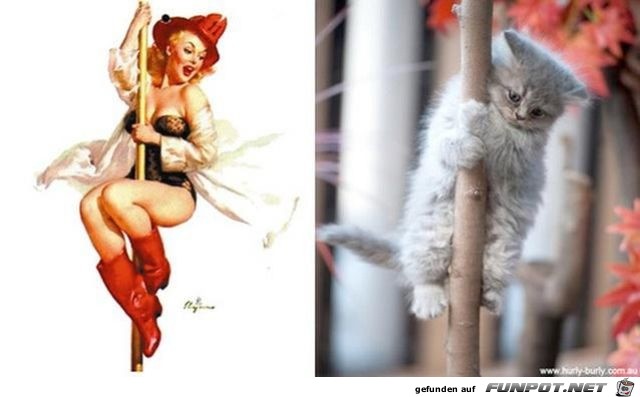 Katzen-Pinups