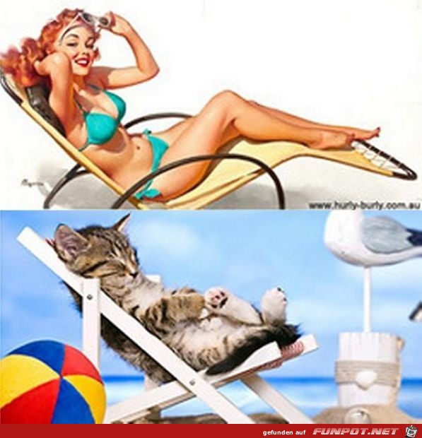 Katzen-Pinups