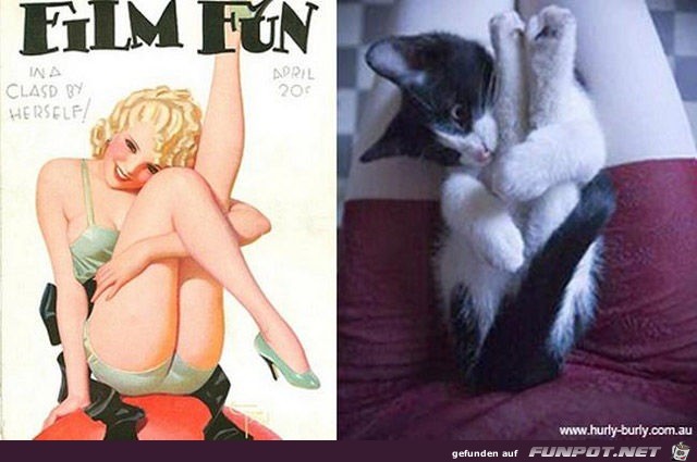 Katzen-Pinups