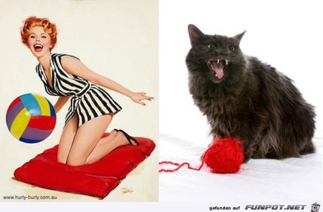 Katzen-Pinups