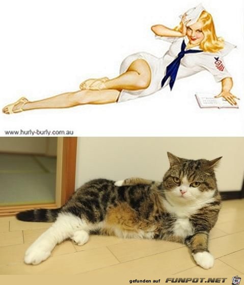 Katzen-Pinups