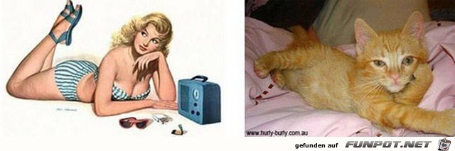 Katzen-Pinups 14