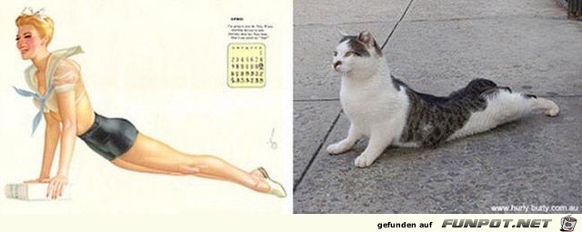 Katzen-Pinups 17