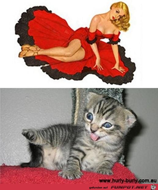 Katzen-Pinups 20