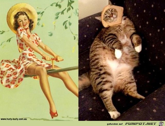 Katzen-Pinups