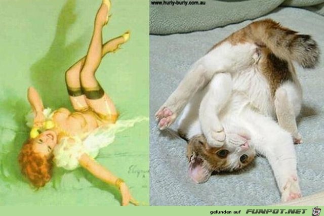 Katzen-Pinups