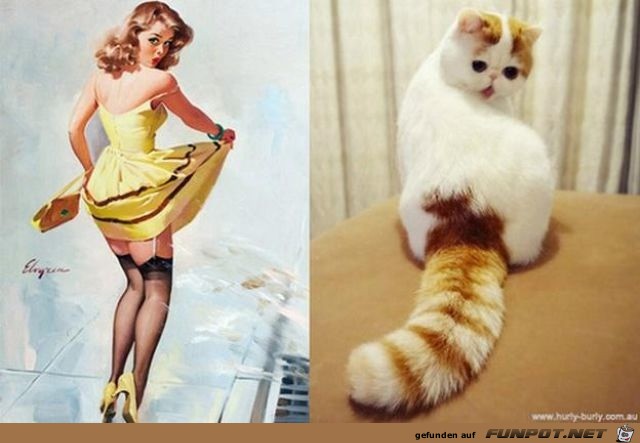 Katzen-Pinups