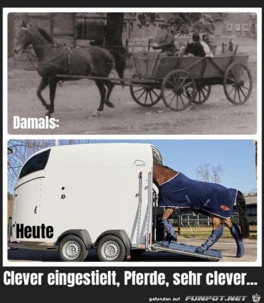 Clevere Pferde