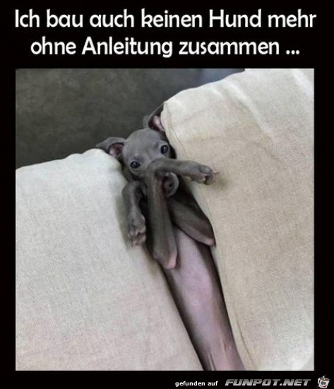 Hund sieht lustig aus