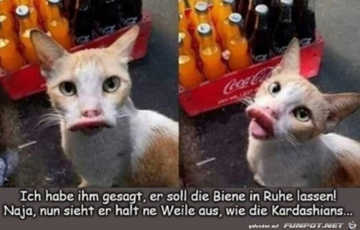 Katze wurde gestochen