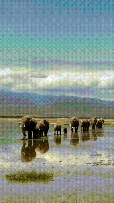 Elefantenherde spiegelt sich