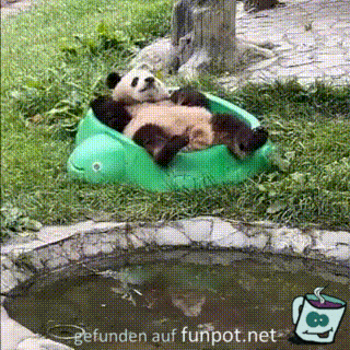 Chilliger Panda