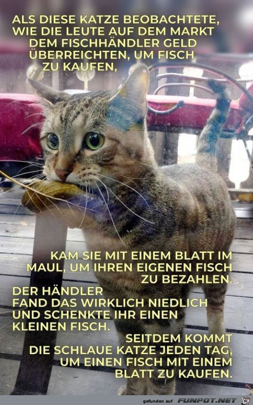 Kluge Katze