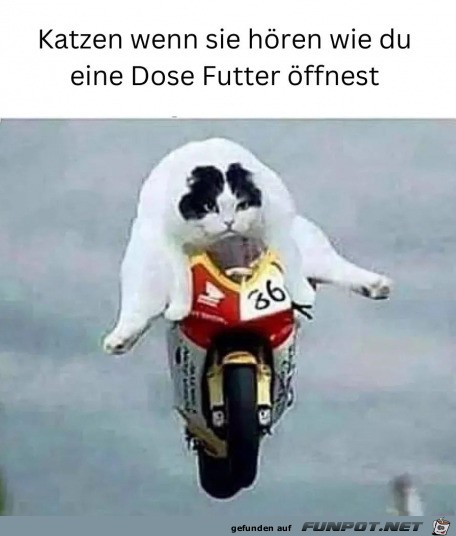 Futterdose geffnet