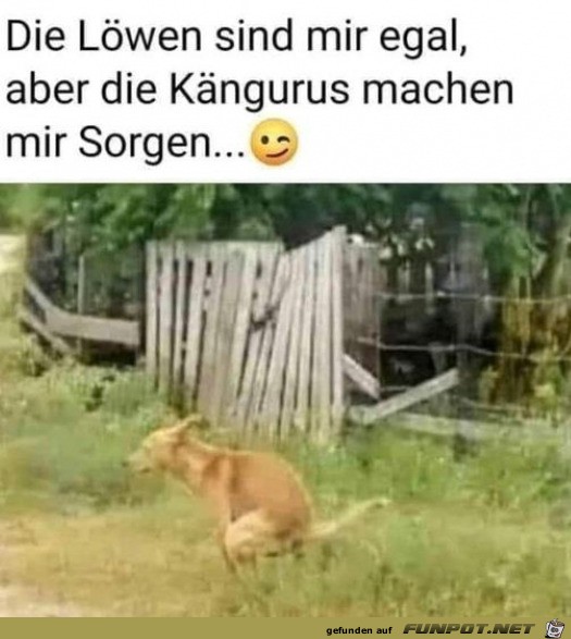 Komisches Knguru