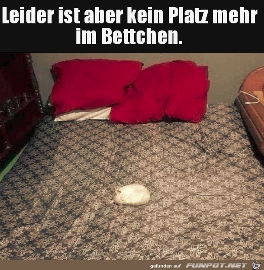 Bett ist besetzt