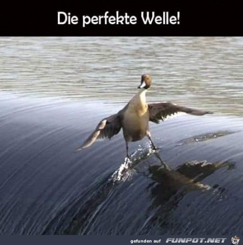 Perfekte Welle